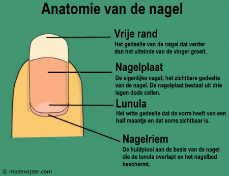 Anatomie van een vingernagel