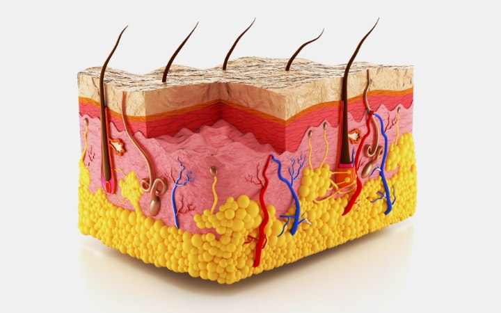 Anatomie van de huid